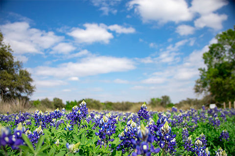 Texas bluebonnet field