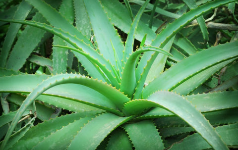 La plante d'aloe vera