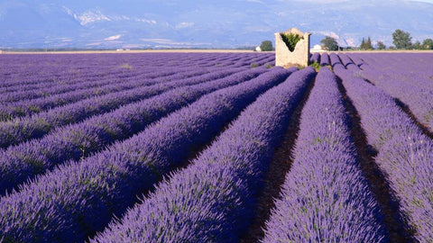 Le plateau de Valensole