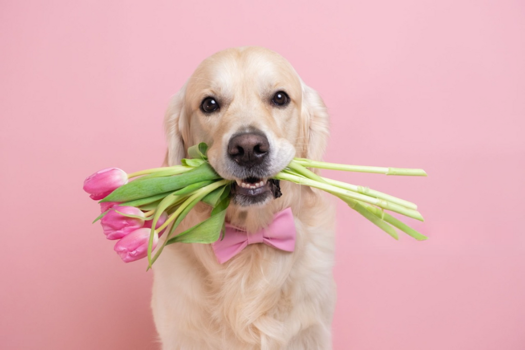 A golden retriever in a pink bow tie holds a bouquet of pink tulips against a pink background.