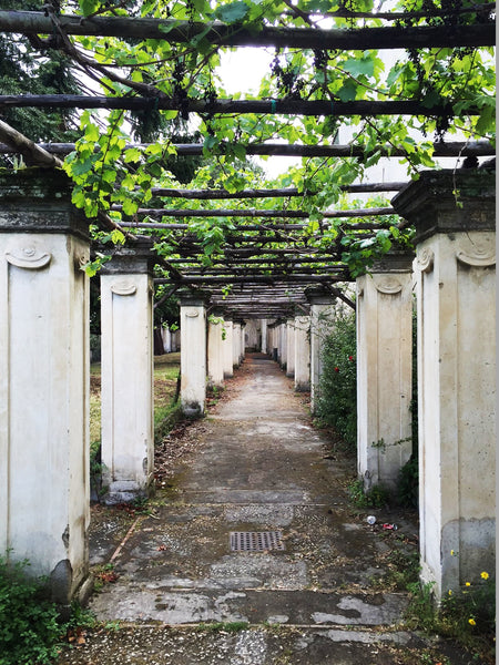 vignes dans les jardins de la certosa san daniele, napoli, italie