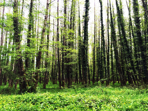 forêt de serra san bruno