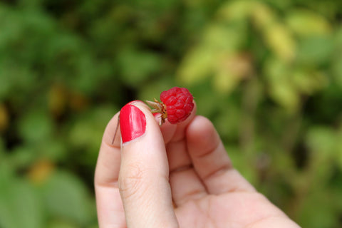 wild raspeberry, parc national des hautes-gorges