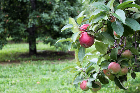apple picking at cidrerie pedneault, isle-aux-coudres, quebec