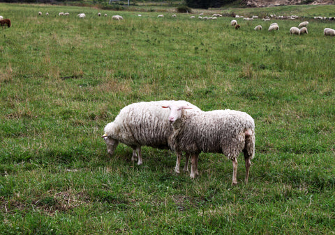 le migneron, fromagerie Baie-Saint-Paul