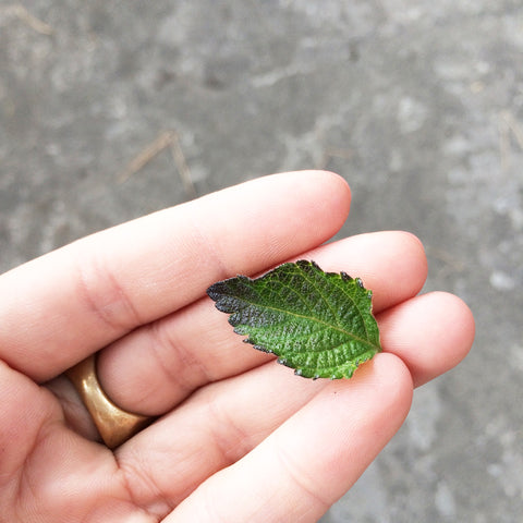 feuille de lantana