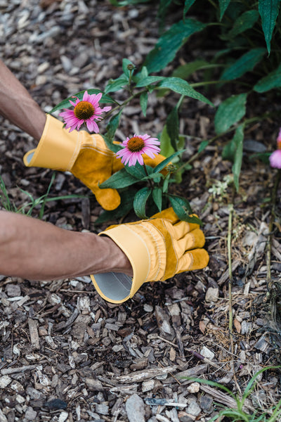 soutenir les pollinisateurs - collection de fleurs sauvages - jardin de chalet