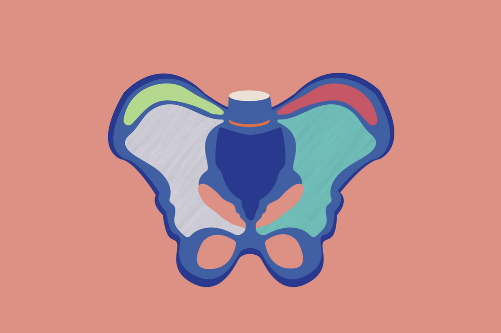 Getting To Know Your Pelvic Floor Anatomy