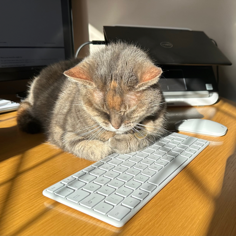 cat-asleep-on-desk