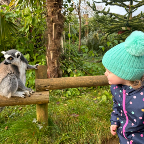 child-looking-at-lemur