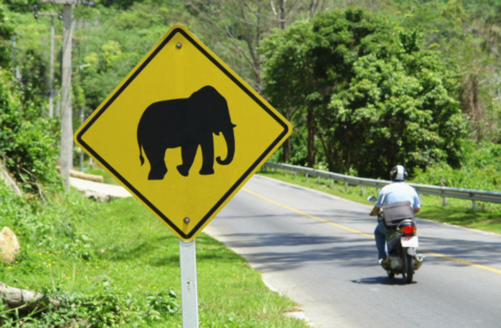 elephant route alerte thailande