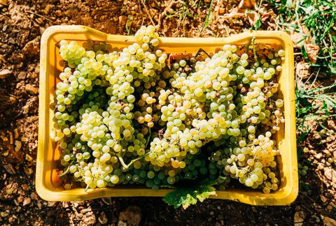 A Basket of Grapes