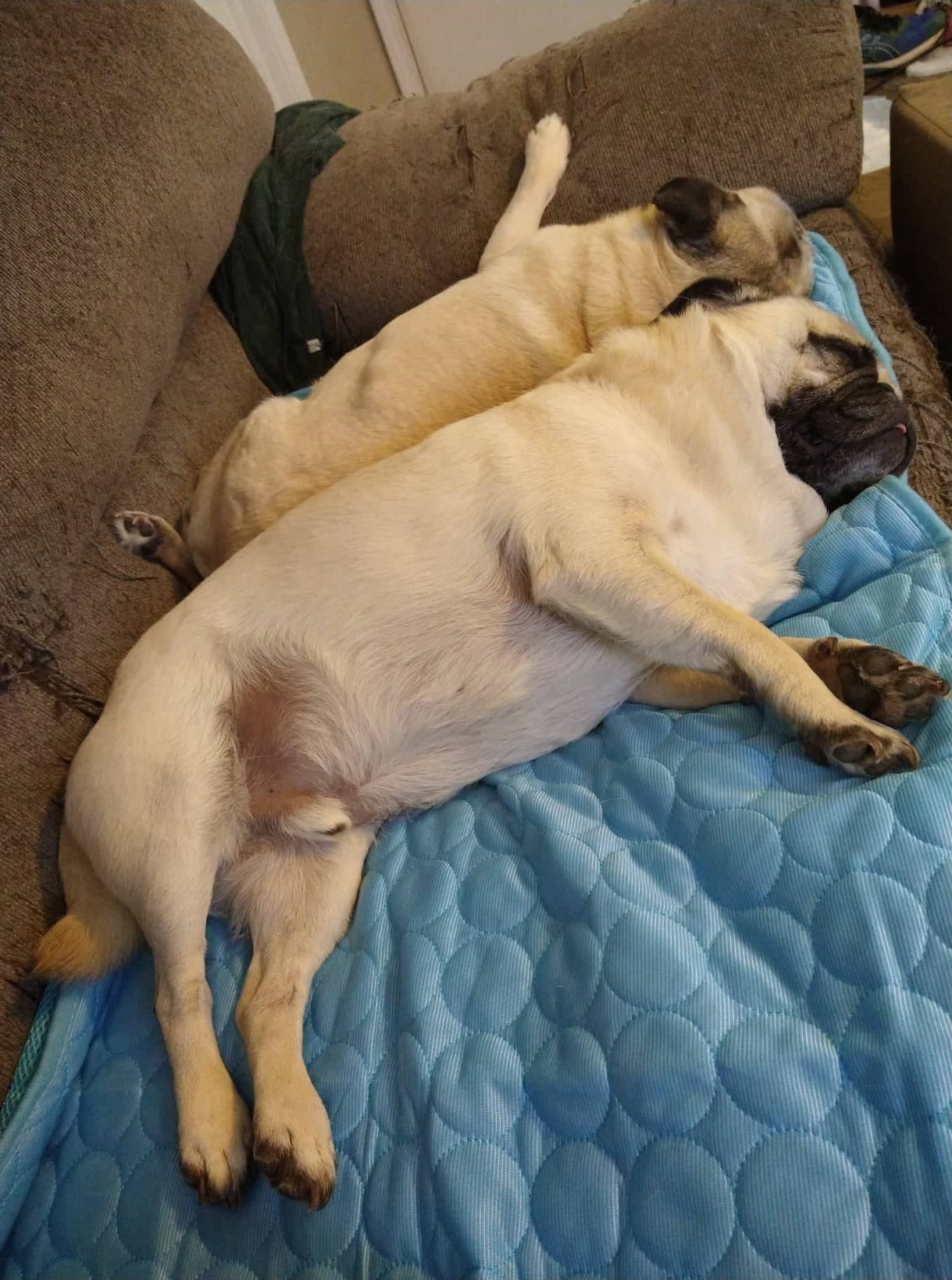 Two pugs sleeping closely together on a blue blanket on a couch.