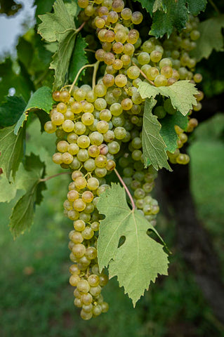 mature-garganega-for-soave-at-zambon-vulcano