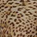 Leopard Print