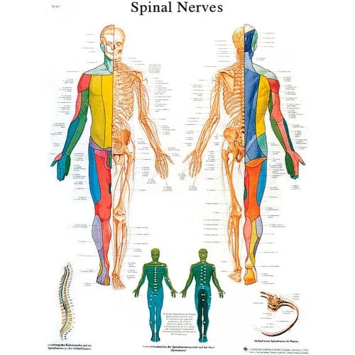 Anatomical Chart - Spinal Nerves, Sticky Back