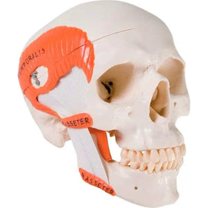 Anatomical Model - Functional Skull, 2-Part with Masticator Muscles - Centerline Dynamics - Anatomical Skull Model