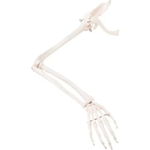 Anatomical Model - Loose Bones, Arm Skeleton with Scapula and Clavicle, Right