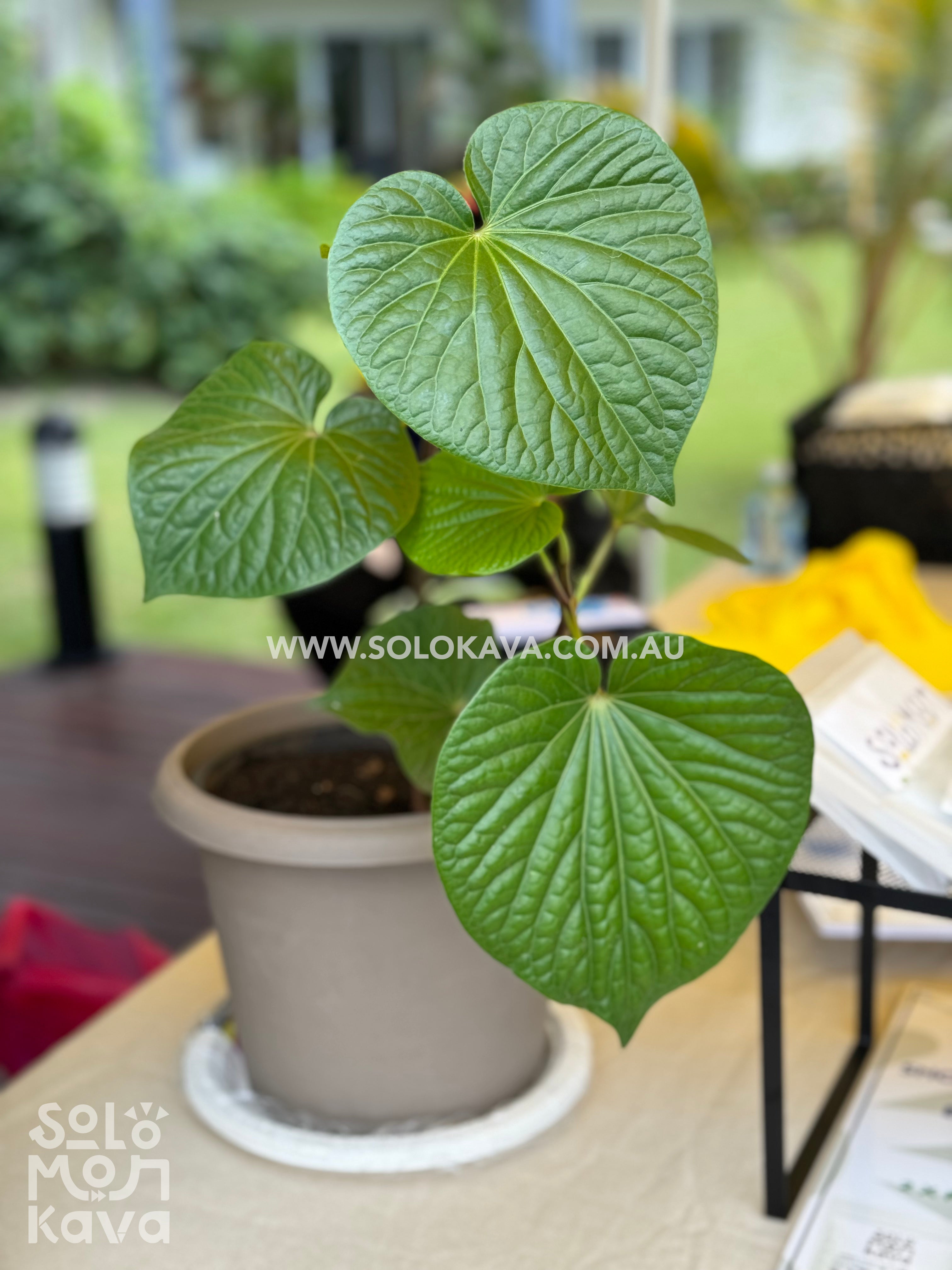 Kava plant, piper methysticum, Honiara Solomon Islands