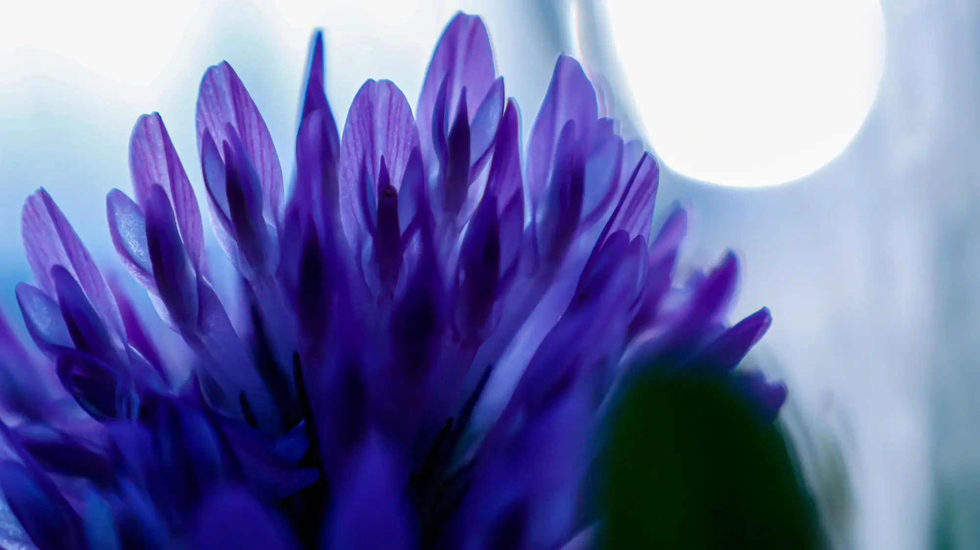 Close up image of bakuchiol flower