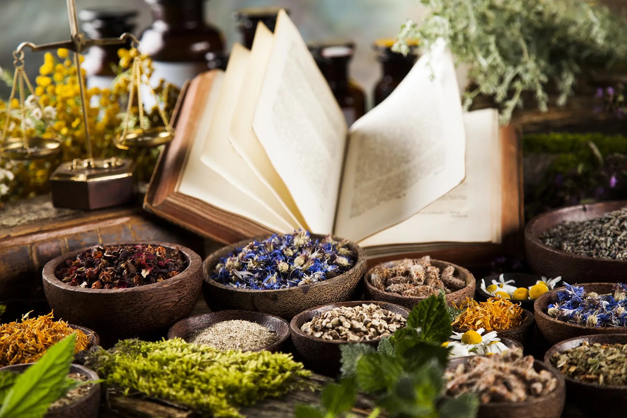 dried herbs and an open book