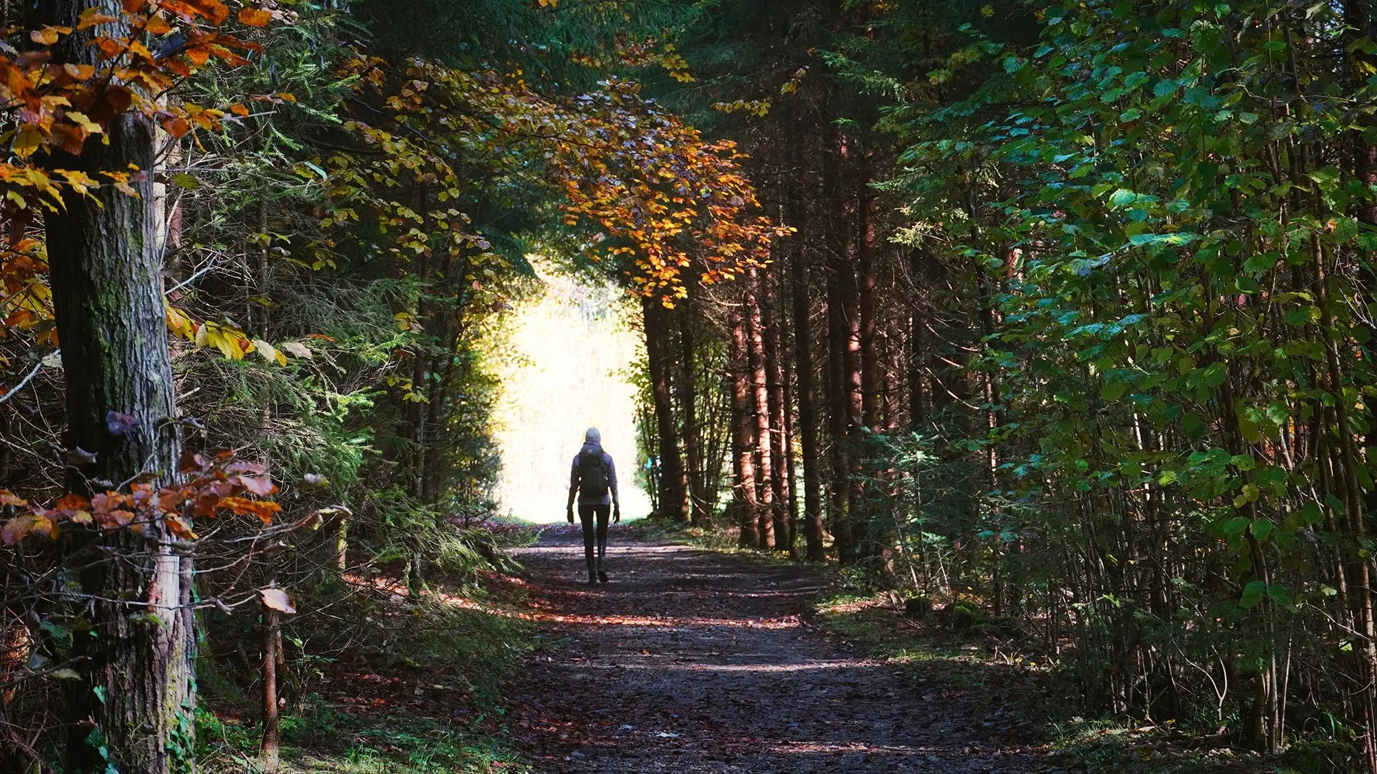 woman hiking in a peaceful forest path