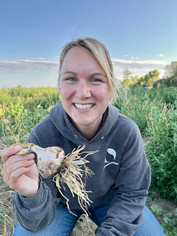 garlic bulb farm