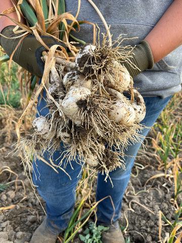 Healthy garlic harvest