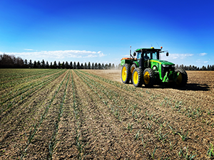 Garlic grown on fertile land