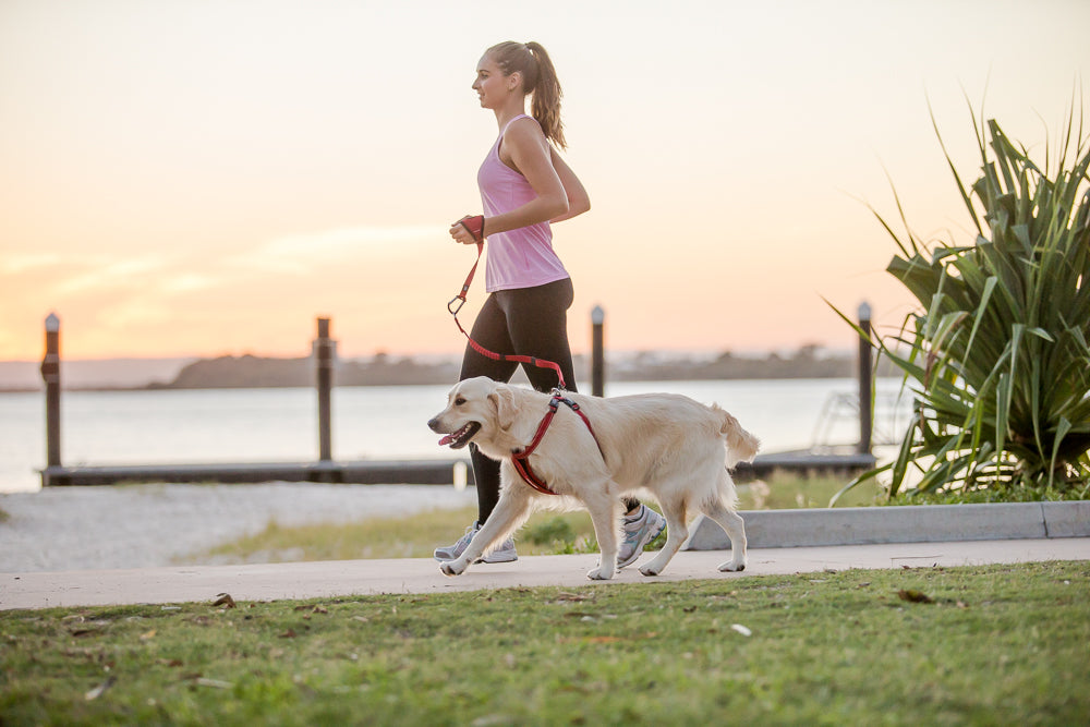 Charlotte reeves running golden retriever