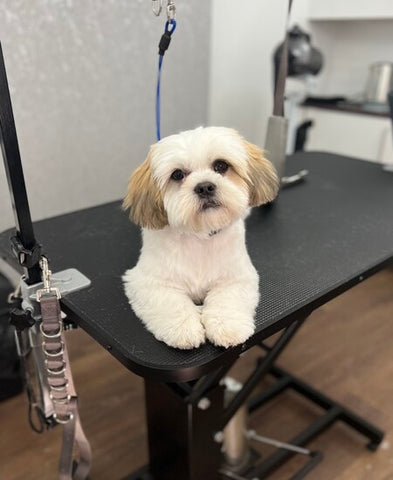 A freshly groomed dog looking happy