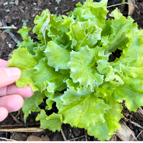 Bright crisp lettuce with frost forming on the leaves