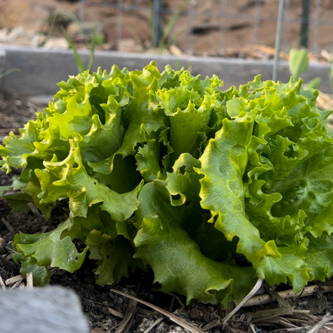 Close up image of crisp lettuce grown in a backyard garden. Photo taken during golden hour.