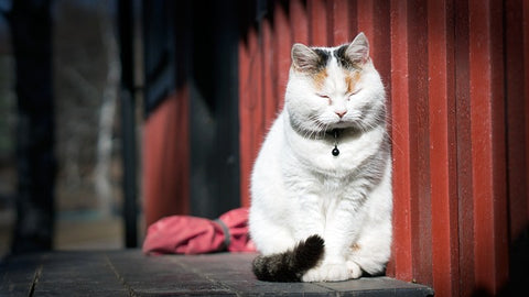 Chat blanc obèse