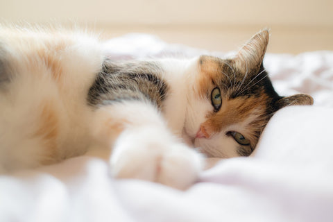 un chat allongé sur un tissu