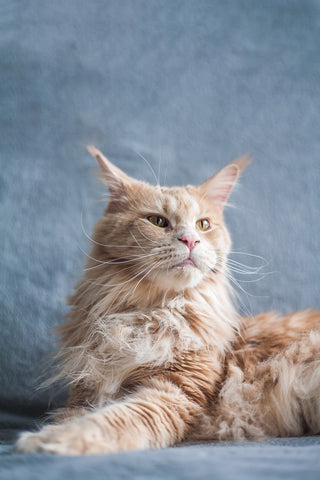 Chat Maine coon