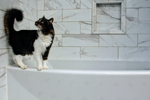 chat noir et blanc dans un bain blanc