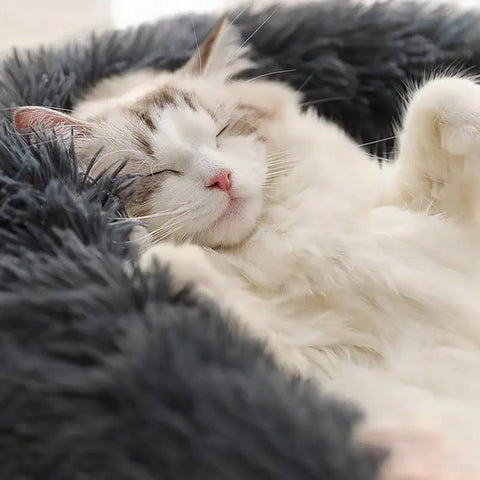 Un chat qui dort sur un coussin pour chat