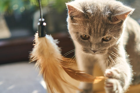 un chaton qui joue avec un jouet à plume