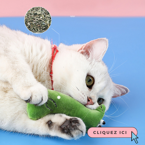 jouets-peluche-herbe-a-chat