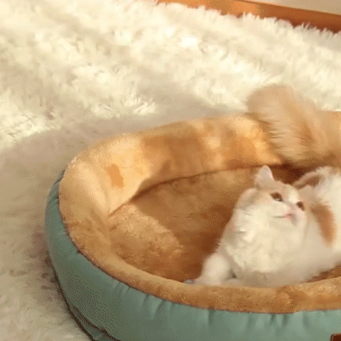 Un gif animé d'un chat dans son panier pour chat