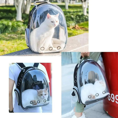 Un chat dans le sac à dos, regardant par la hublot transparent