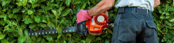 Laurel Hedging: Plant Care Tips