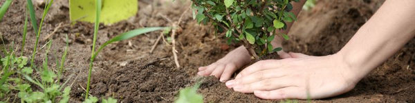 Planting Laurel Hedging: An In-depth Guide