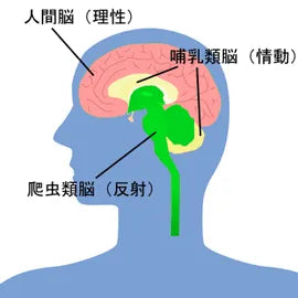 脳が腰痛の原因