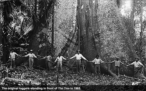 The Legend of 'The Tree,' a Mythic Source of 500-Year-Old Mahogany