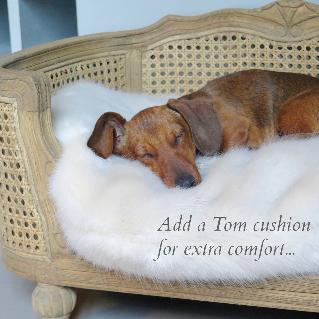 trendy dog beds