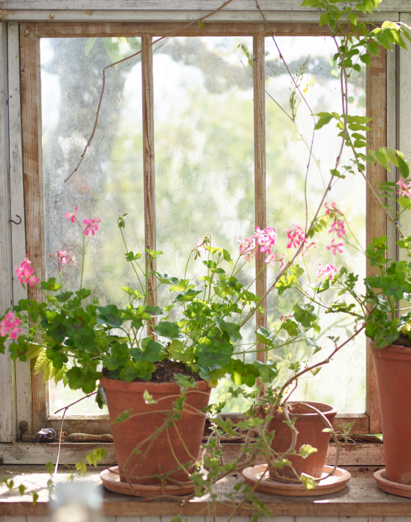 GERANIUMS ON WINDOWSILL