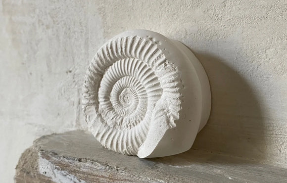 White cephalopod ornament on shelf