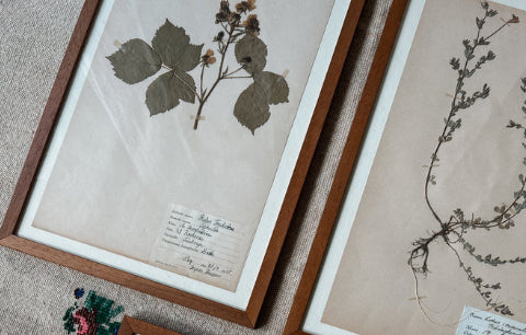 Dried flowers in frame.